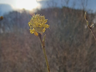 함께 피는 봄 꽃3 (spring flowers ..