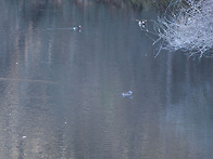 철새들의 광장 10 (Migratory Bird ..