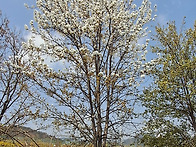함께 피는 봄 꽃3 (spring flowers ..