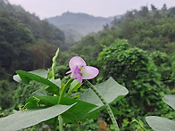 이마메기골의 야생화12 (Wildflowers ..