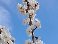 함께 피는 봄 꽃1 (spring flowers ..