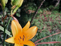 지금 이마메기골(Now, Imamegi Valle..