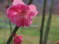 함께 피는 봄 꽃2 (spring flowers ..