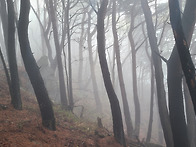 비슬산을 물들이다