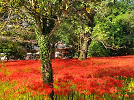 선운산 풍경입니다