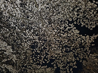 2026년 가야성당 사목회 ..