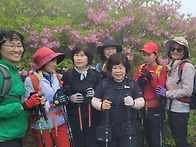 축령산 안개속 철쭉