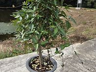 2년전 산체마삭 키가2m