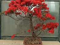 영산홍 철쭉