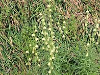 폐모 와 돌담풍 ..