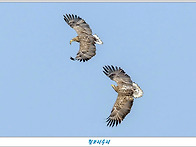 흰꼬리수리 4