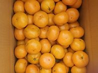 효돈감귤 직거래