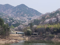 담양 고비산 산벚꽃 나무 ..