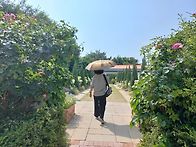 2) 고성 라벤더 축제장
