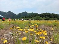 함백산의 야생화와 쉼의 ..