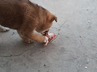 대호