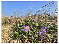 제주의 봄 2024..