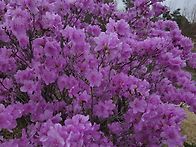 진달래와 벗꽃들이