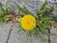 봄꽃이 피였네요