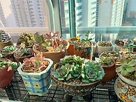 우리집 이쁜 녀석들