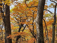 오대산 단풍