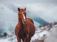 [병오년 새해 복 많이 받..