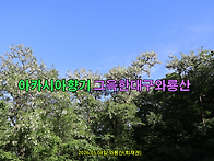 [아름다운대구와룡산] 대구..