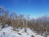 번개산행 - 태백 태백산...