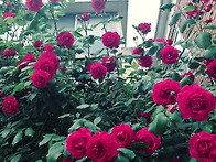 &hearts;5월의 장미&hearts;