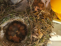 올 봄 딱새가 저희 집에 왔어요...^^