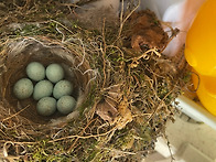 올 봄 딱새가 저희 집에 왔어요...^^