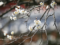 순천 선암사 선암매