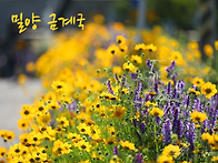 밀양 금계국과 빨간 장미