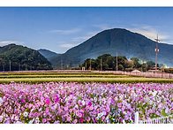 덕천의 밤 코스모스