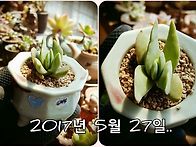 다육의 시계는 멈추지 않는..