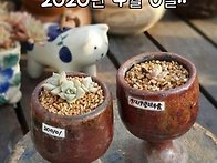 다육의 시계는 멈추지 않는..
