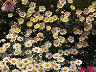 들꽃이 너무예쁘네요~~