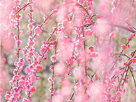 들꽃편지(제687호..