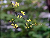 들꽃편지(제686호..