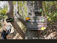 제 232차 대금산 대체산행..