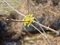 사과밭에 핀 산수유 꽃!!..