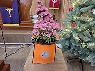 봄맞이 화분!!!/ 26032..