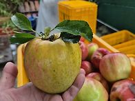 황금사과(폭우 쏟아진날)..