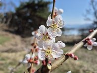 사과밭에 매화꽃도 폈다!..