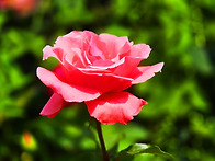 일산 호수공원