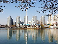 석촌호수 벚꽃