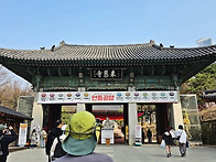 봉은사 봄 꽃들