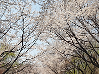 서울숲 벚꽃