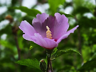 창덕궁