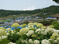 20260614 신안 ..